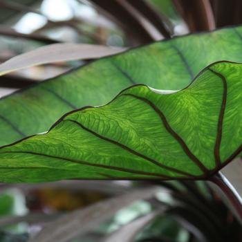 Colocasia esculenta Royal Hawaiian® 'Blue Hawaii' (187697)