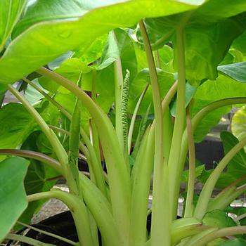 Colocasia esculenta Royal Hawaiian® 'Maui Gold' (187702)