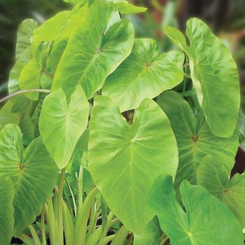 Colocasia esculenta Royal Hawaiian® 'Maui Gold' (187703)