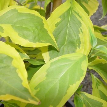 Cornus kousa 'Summer Gold' (187709)