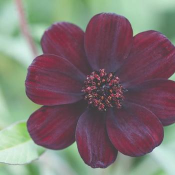 Cosmos atrosanguineus 'Choca Mocha' (187714)