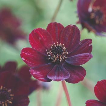 Cosmos atrosanguineus 'Choca Mocha' (187715)