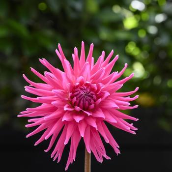 Dahlia Electro™ 'Pink' (187726)