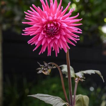 Dahlia Electro™ 'Pink' (187728)