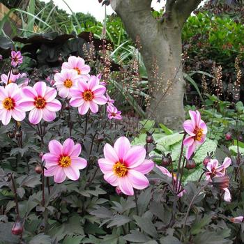 Dahlia variabilis 'Mystic Dreamer' (187730)