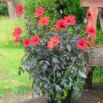 Dahlia variabilis 'Mystic Enchantment' (187732)