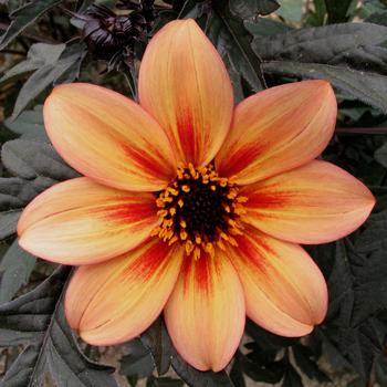 Dahlia variabilis 'Mystic Memories' (187745)