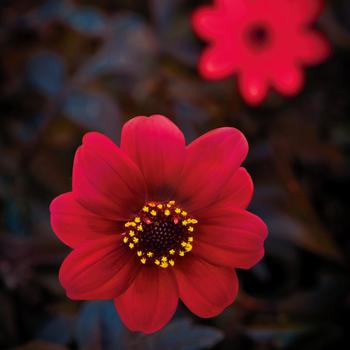 Dahlia variabilis 'Mystic Wonder' (187748)