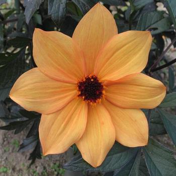 Dahlia variabilis 'Mystic Spirit' (187751)