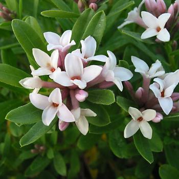 Daphne x transatlantica 'Eternal Fragrance' (187752)