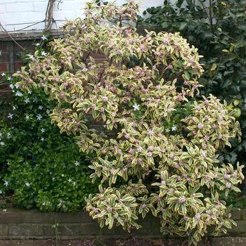 Daphne odora 'Rebecca' (187756)