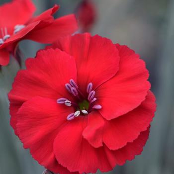 Dianthus allwoodii American Pie® 'Cherry Pie' (187760)