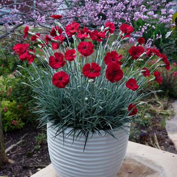 Dianthus allwoodii American Pie® 'Cherry Pie' (187761)