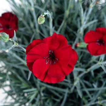 Dianthus allwoodii American Pie® 'Cherry Pie' (187762)