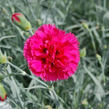 Dianthus Devon Cottage™ 'Waterloo Sunset' (187767)