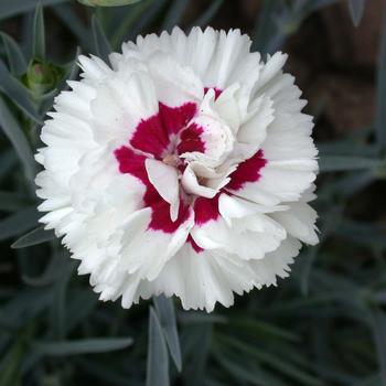 Dianthus Devon Cottage™ 'Bright Eyes' (187768)