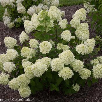 Hydrangea paniculata 'Little Lime®' (187953)