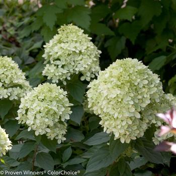 Hydrangea paniculata 'Little Lime®' (187955)