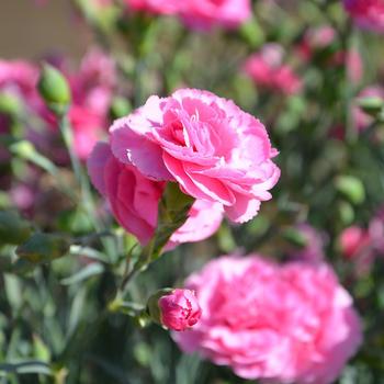 Dianthus Devon Cottage™ 'Rosy Cheeks' (187959)