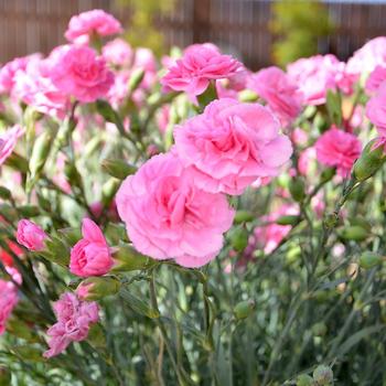 Dianthus Devon Cottage™ 'Rosy Cheeks' (187960)