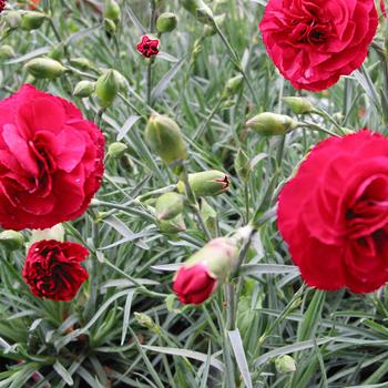 Dianthus Devon Cottage™ 'Ruby's Tuesday' (187963)