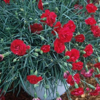 Dianthus Devon Cottage™ 'Ruby's Tuesday' (187964)