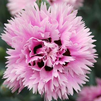 Dianthus Early Bird™ 'Fizzy' (187967)