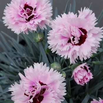 Dianthus Early Bird™ 'Fizzy' (187968)