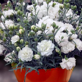 Dianthus Early Bird™ 'Frosty' (187970)