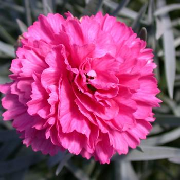 Dianthus Early Bird™ 'Sherbet' (187975)