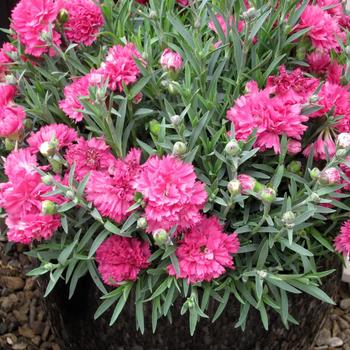 Dianthus Early Bird™ 'Sherbet' (187976)