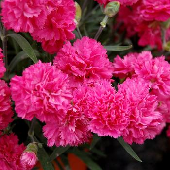 Dianthus Early Bird™ 'Sherbet' (187979)