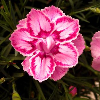 Dianthus Premier™ 'Starburst' (187981)