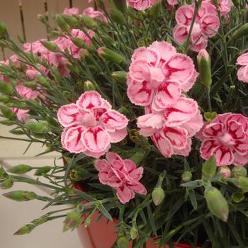 Dianthus Premier™ 'Starburst' (187983)