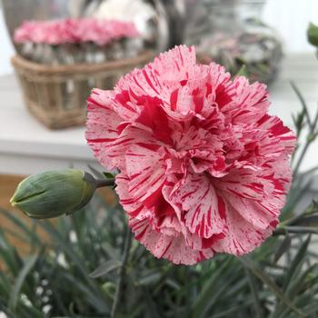 Dianthus Premier™ 'Pinball Wizard' (187990)