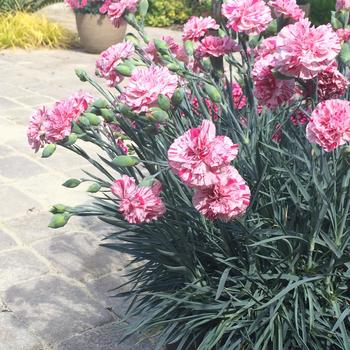 Dianthus Premier™ 'Pinball Wizard' (187991)