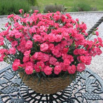 Dianthus Premier™ 'Rosebud' (188001)