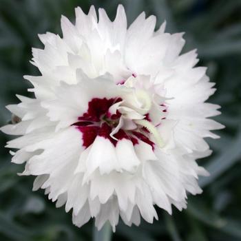 Dianthus Premier™ 'Silver Star' (188003)