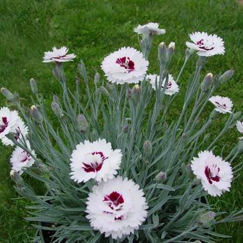 Dianthus Premier™ 'Silver Star' (188004)