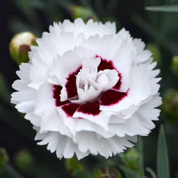 Dianthus Scent First® 'Coconut Surprise' (188006)