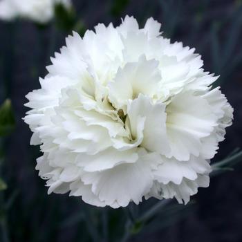 Dianthus Scent First® 'Memories' (188016)