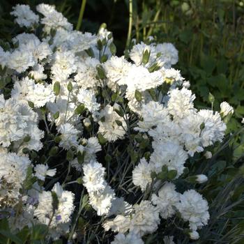 Dianthus Scent First® 'Memories' (188017)