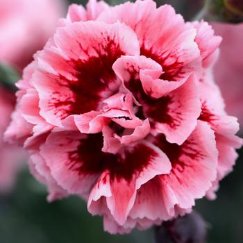 Dianthus Scent First® 'Sugar Plum' (188025)