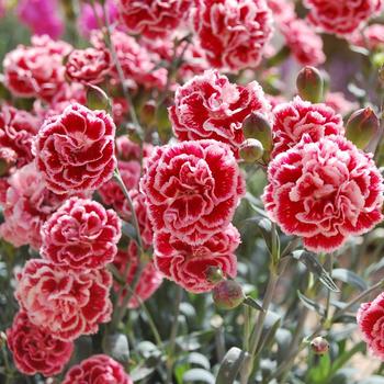 Dianthus Scent First® 'Sugar Plum' (188028)