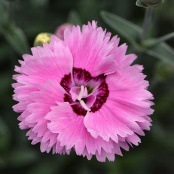 Dianthus Star Double™ 'Pop Star' (188033)