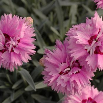 Dianthus Star Double™ 'Pop Star' (188034)