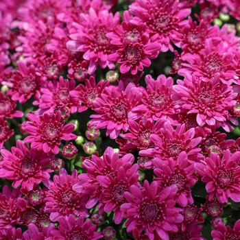 Chrysanthemum morifolium 'Prism Purple' (188300)