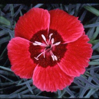 Dianthus Star Single™ 'Eastern Star' (188495)