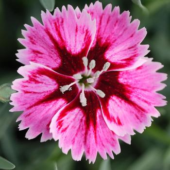 Dianthus Star Single™ 'Superstar' (188504)