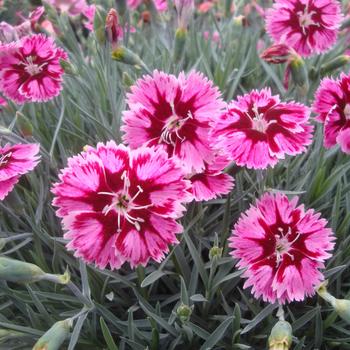 Dianthus Star Single™ 'Superstar' (188505)